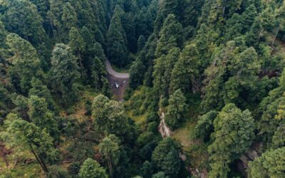 🌱 ¿Qué es WordPress sostenible y cómo se hace una web ecológica?